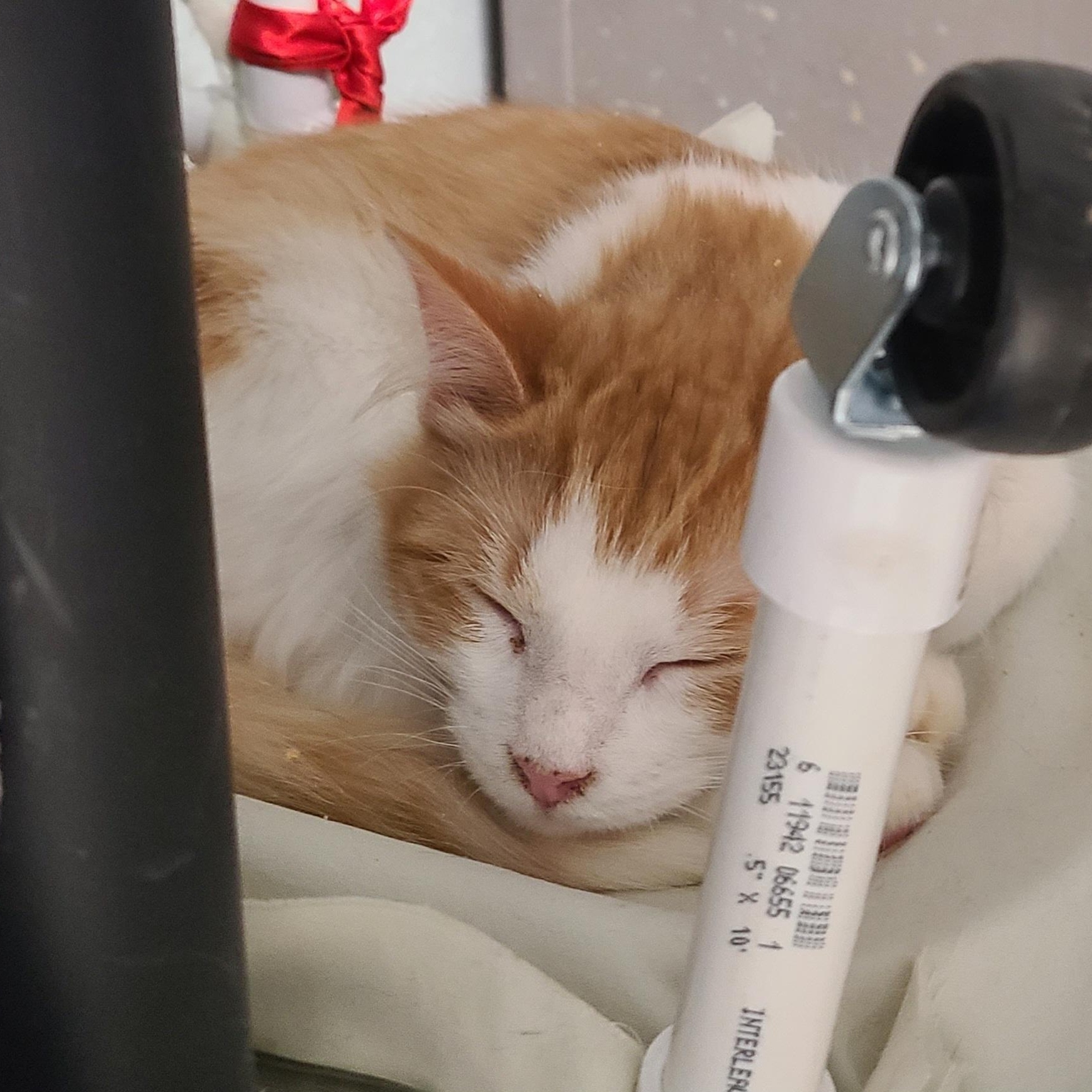 Enlarge MANGO ~LOOOKING FOR MY FAMILY STILL~, an adoptable Domestic Long Hair in Barron, WI image 3/5