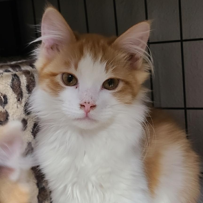 Enlarge MANGO ~LOOOKING FOR MY FAMILY STILL~, an adoptable Domestic Long Hair in Barron, WI image 4/5