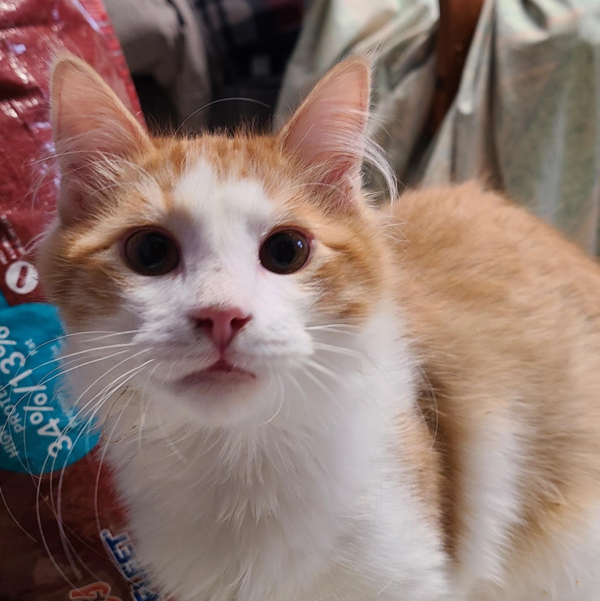 Enlarge MANGO ~LOOOKING FOR MY FAMILY STILL~, an adoptable Domestic Long Hair in Barron, WI image 2/5