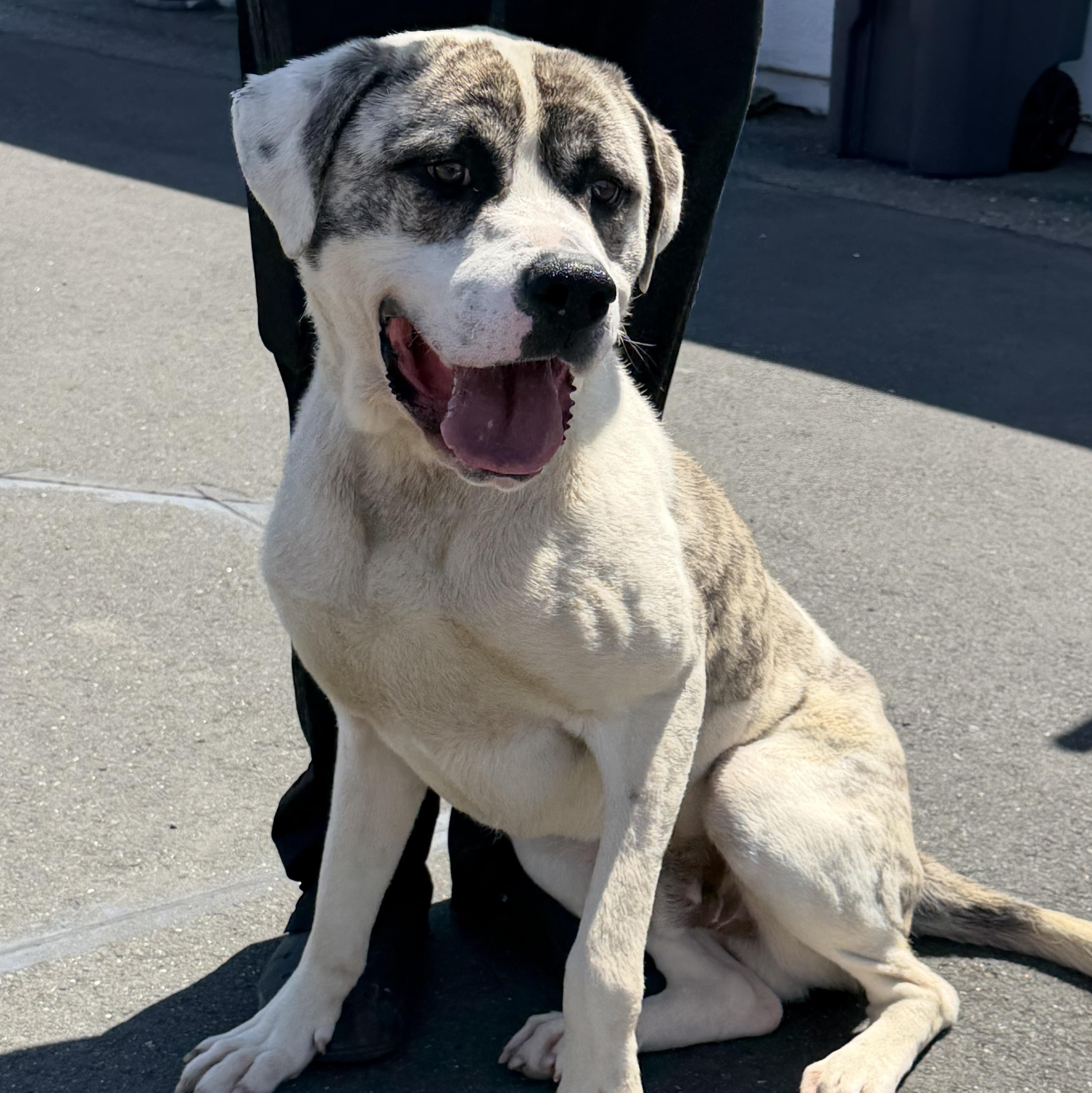 Enlarge Rico, a ADOPTABLE mixed breed in Herald, CA image 1/2