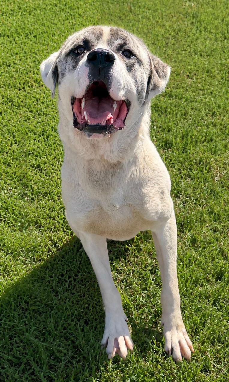 Enlarge Rico, a ADOPTABLE mixed breed in Herald, CA image 2/2
