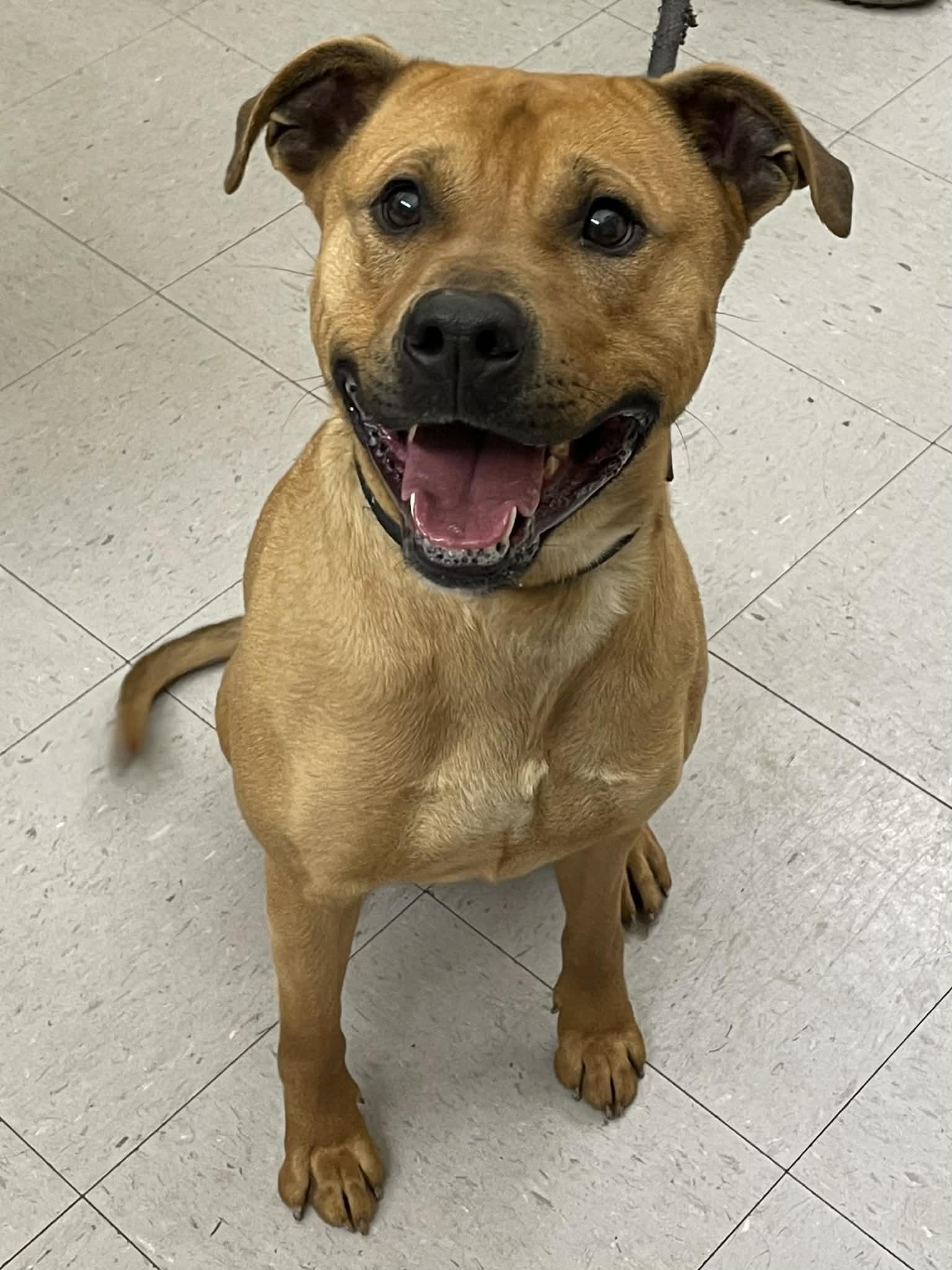Freddie, Adoptable, Adult Male Terrier.