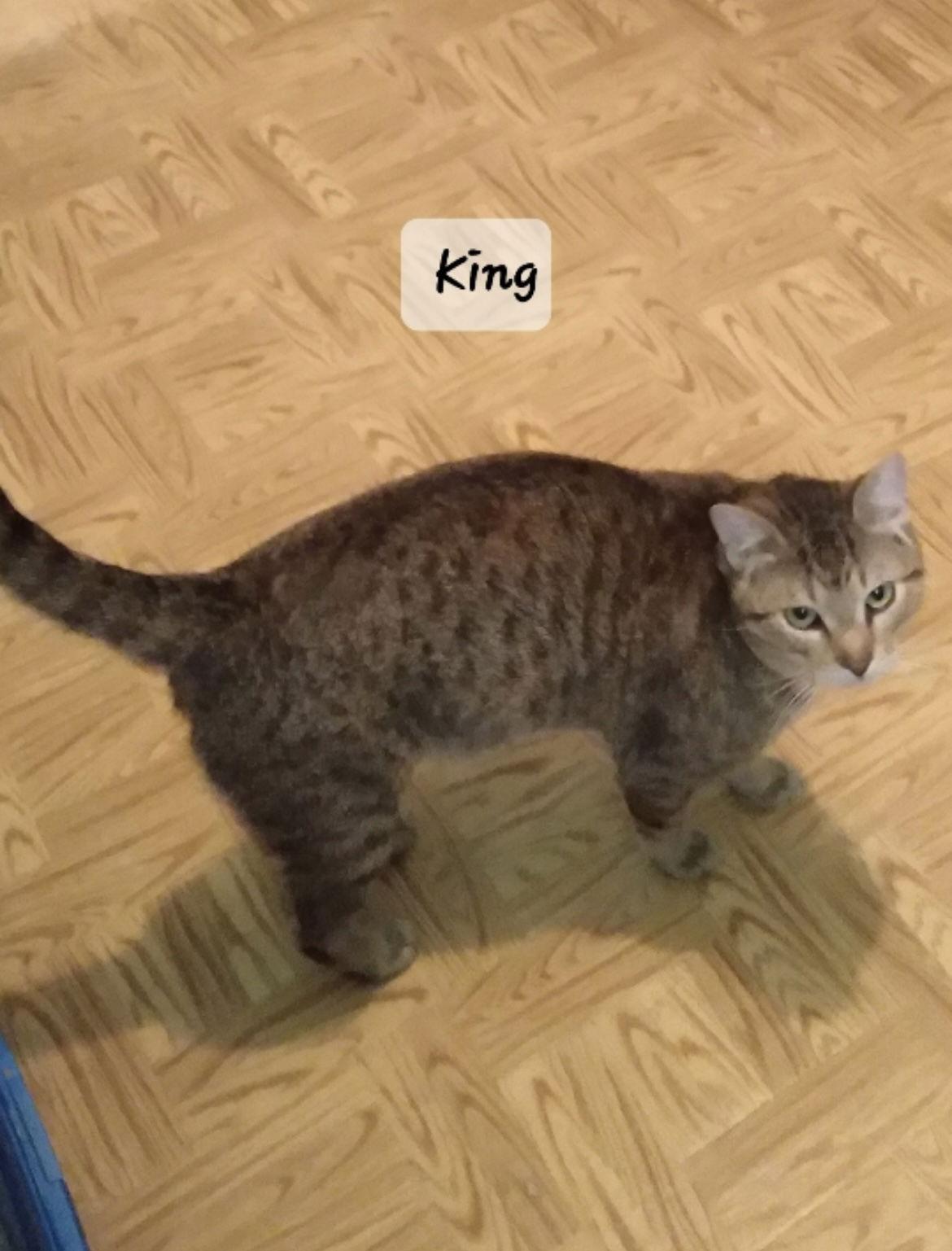 Bella & King C Ellison, Adoptable, Adult Female Tabby.