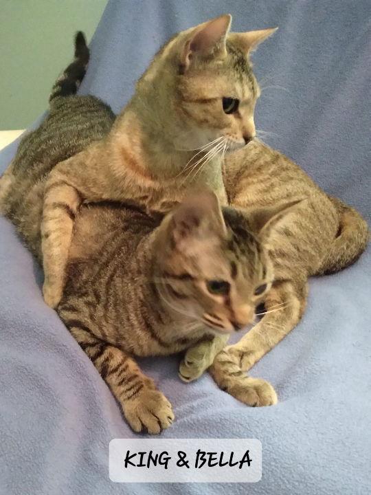 Bella & King C Ellison, a Adoptable Tabby in Saunderstown, RI image 2/3