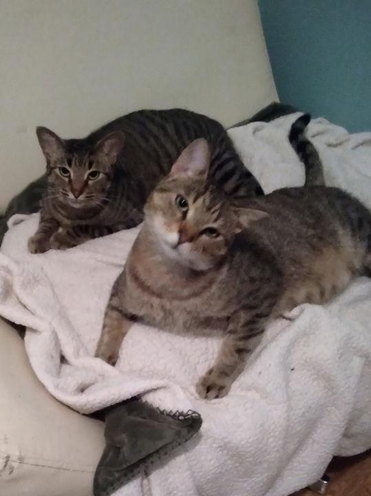 Bella & King C Ellison, a Adoptable Tabby in Saunderstown, RI image 3/3