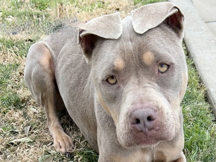 Enlarge Bilka, an adoptable Mixed Breed in Georgetown, TX image 1/3