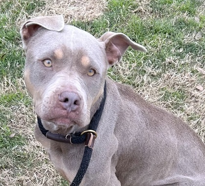 Enlarge Bilka, an adoptable Mixed Breed in Georgetown, TX image 3/3