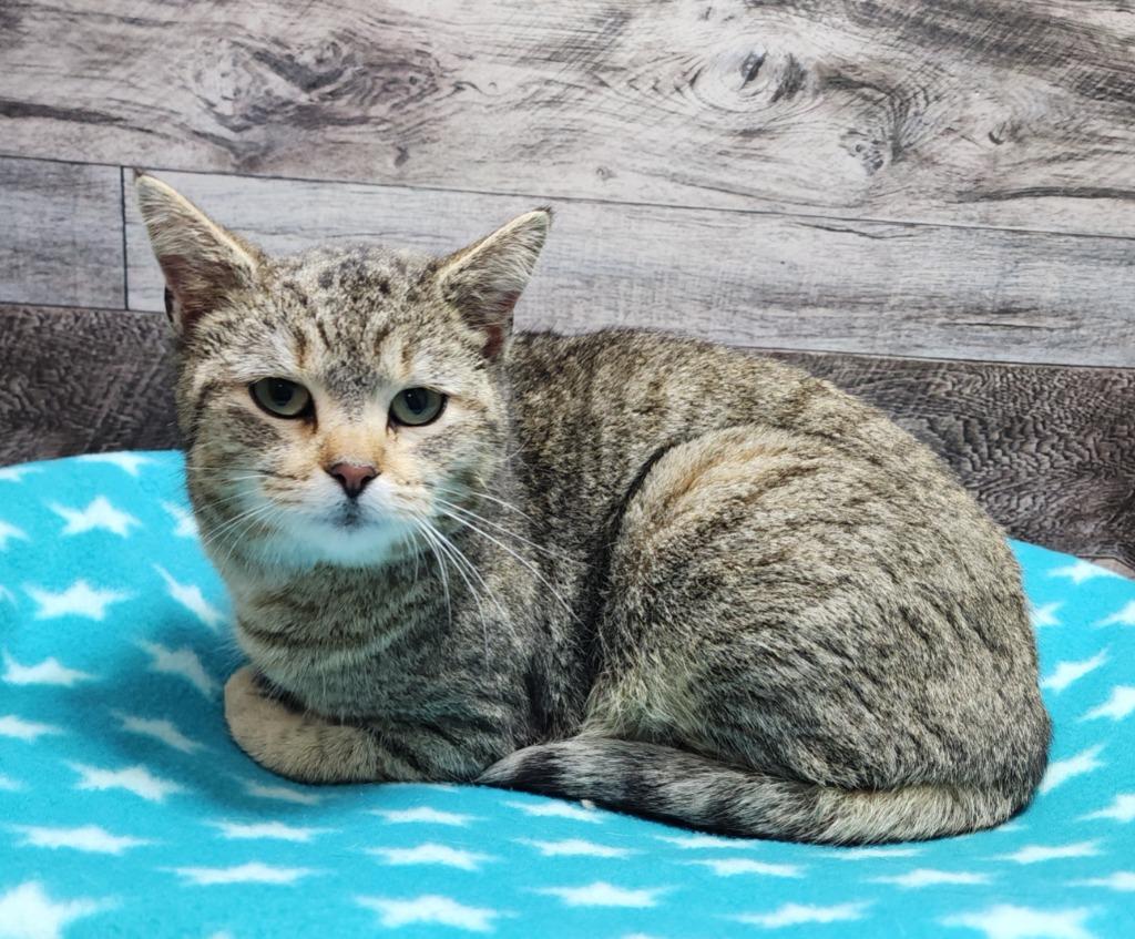 Shirley Temple, Adoptable, Young Female Domestic Short Hair.