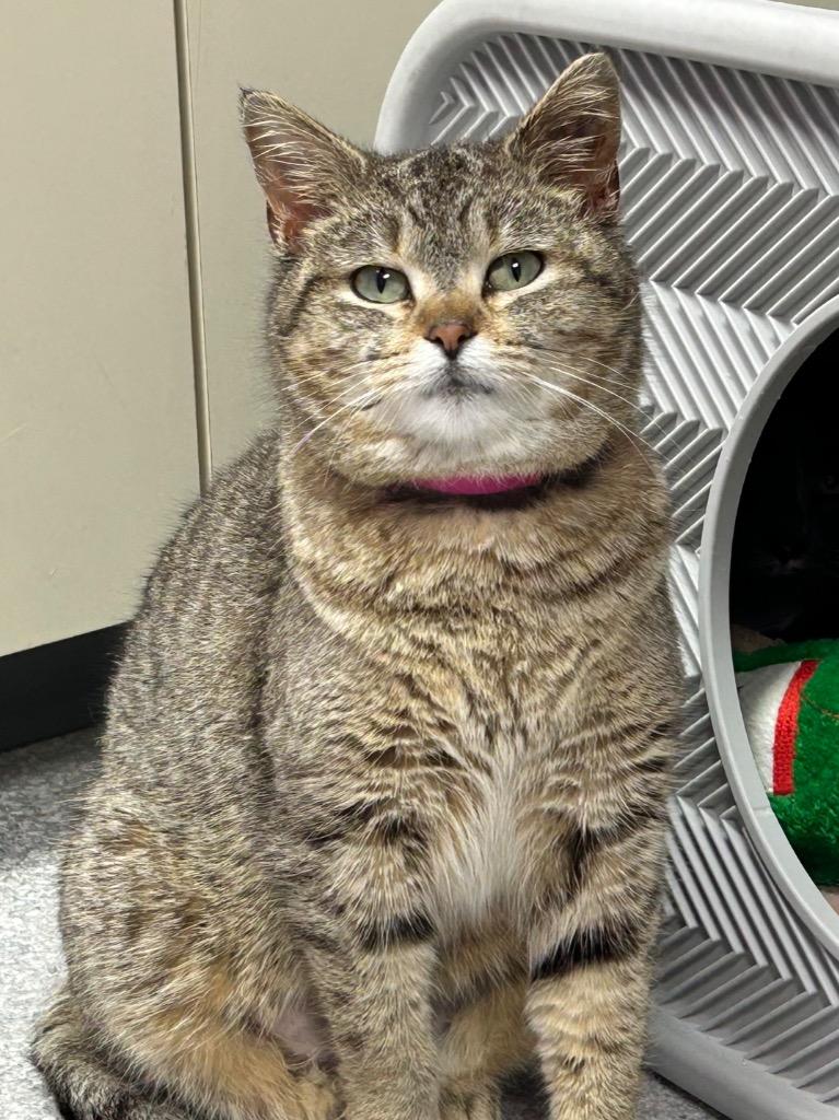 Enlarge Shirley Temple, a Adoptable mixed breed in Washington Court House, OH image 2/2