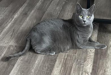 Enlarge Evangeline, a Adoptable Domestic Short Hair in PUTNAM, CT image 2/6