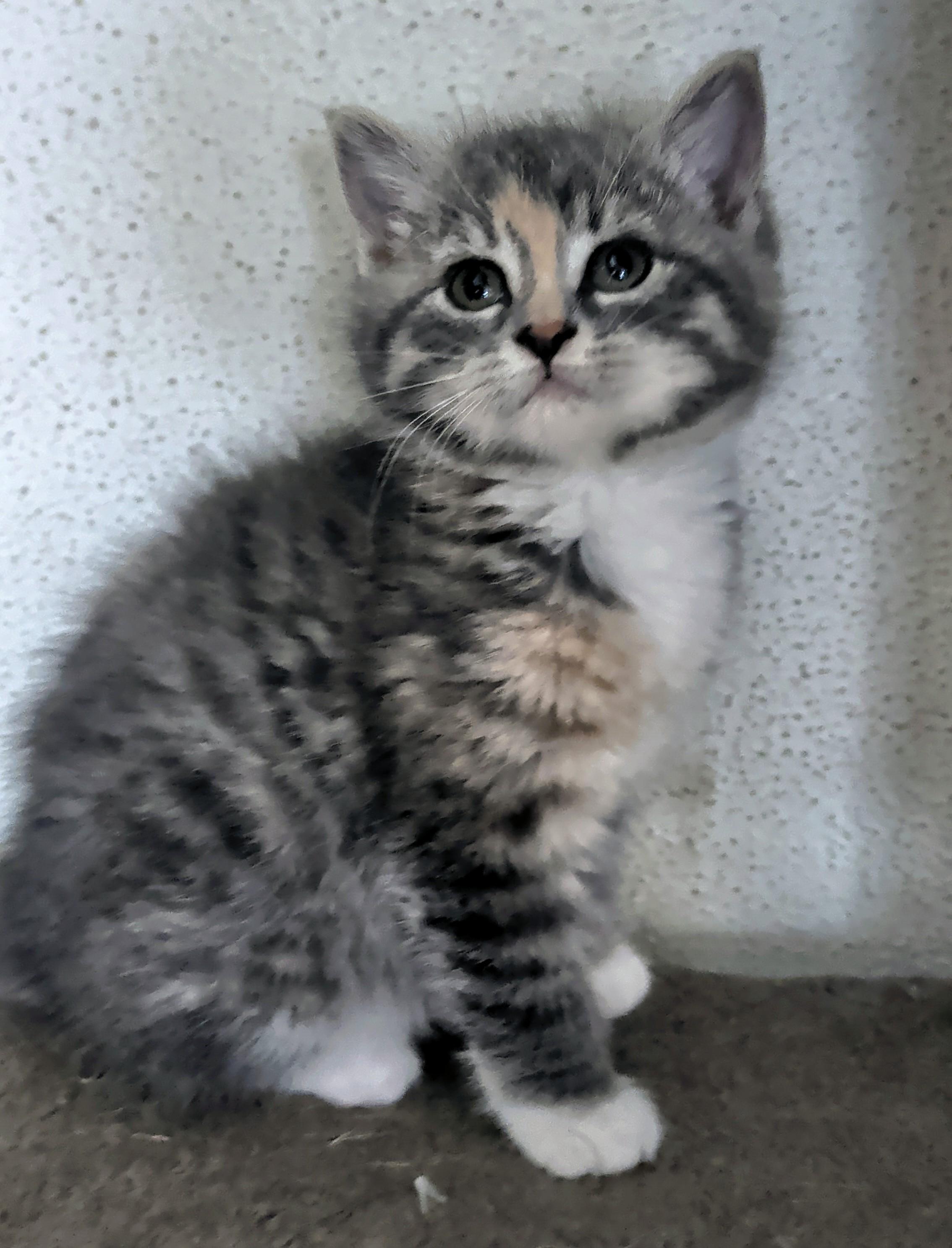 Tia, a ADOPTABLE mixed breed in Brainerd, MN image 1/6