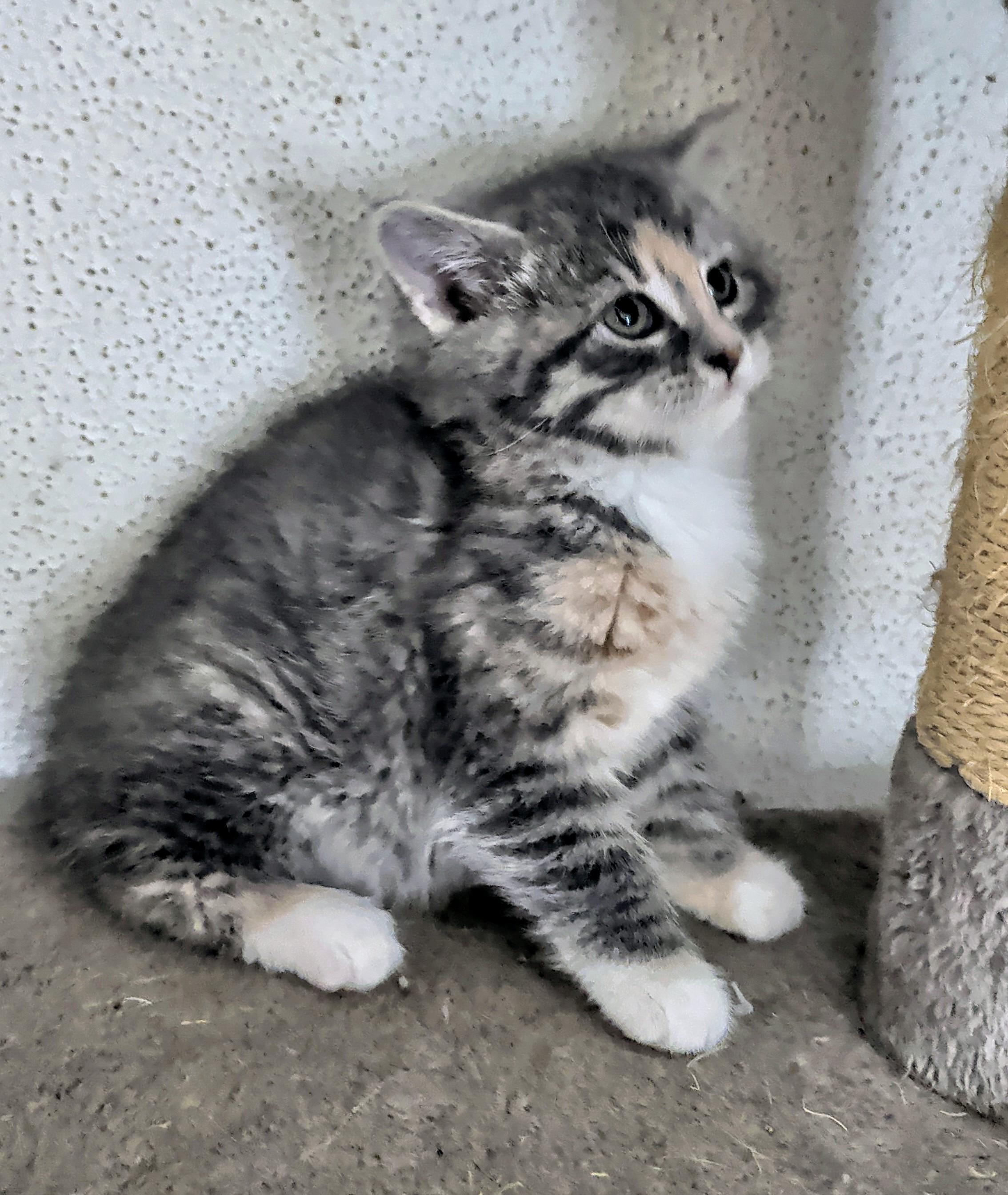 Tia, a ADOPTABLE mixed breed in Brainerd, MN image 2/6