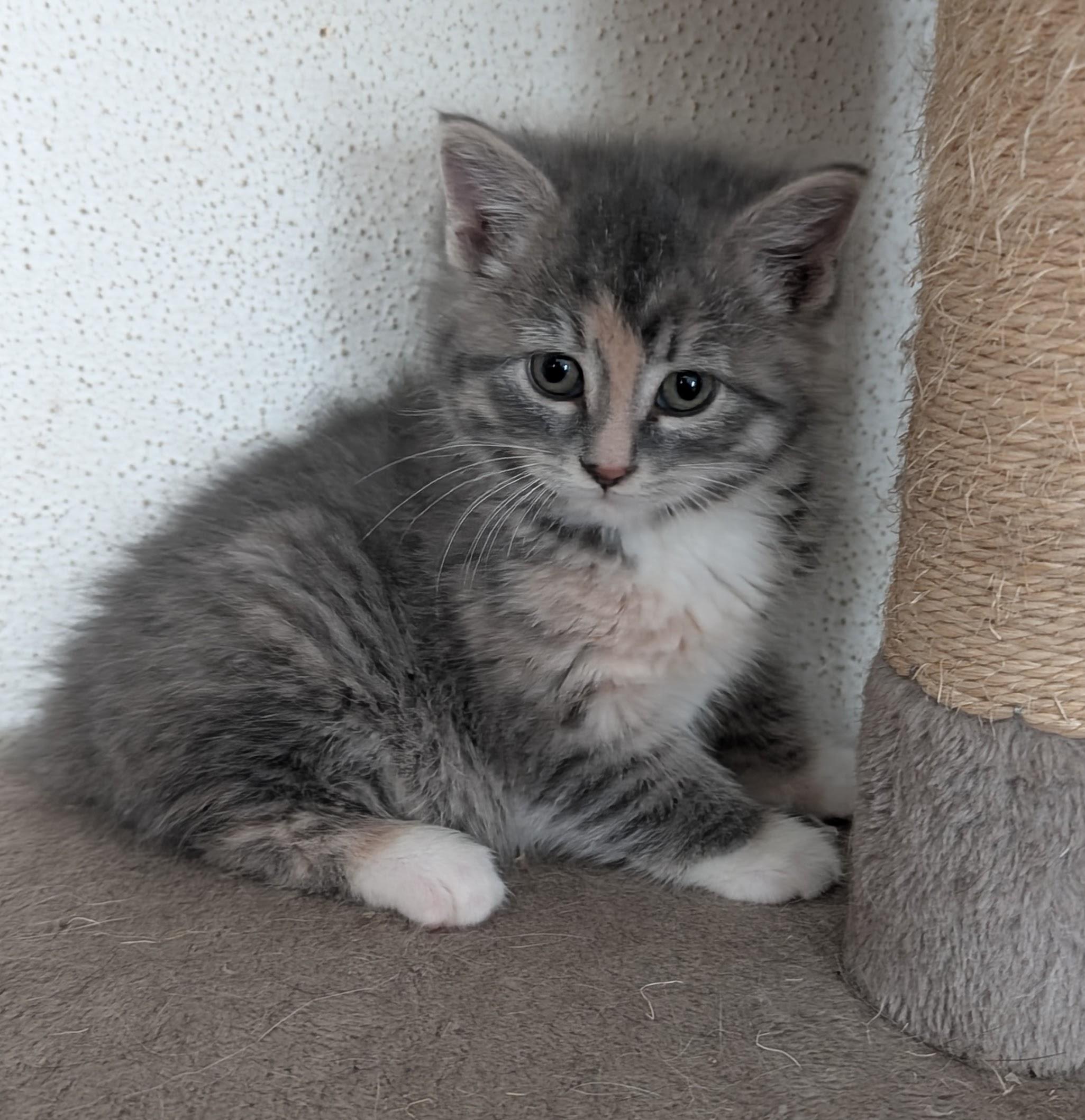 Tia, a ADOPTABLE mixed breed in Brainerd, MN image 3/6