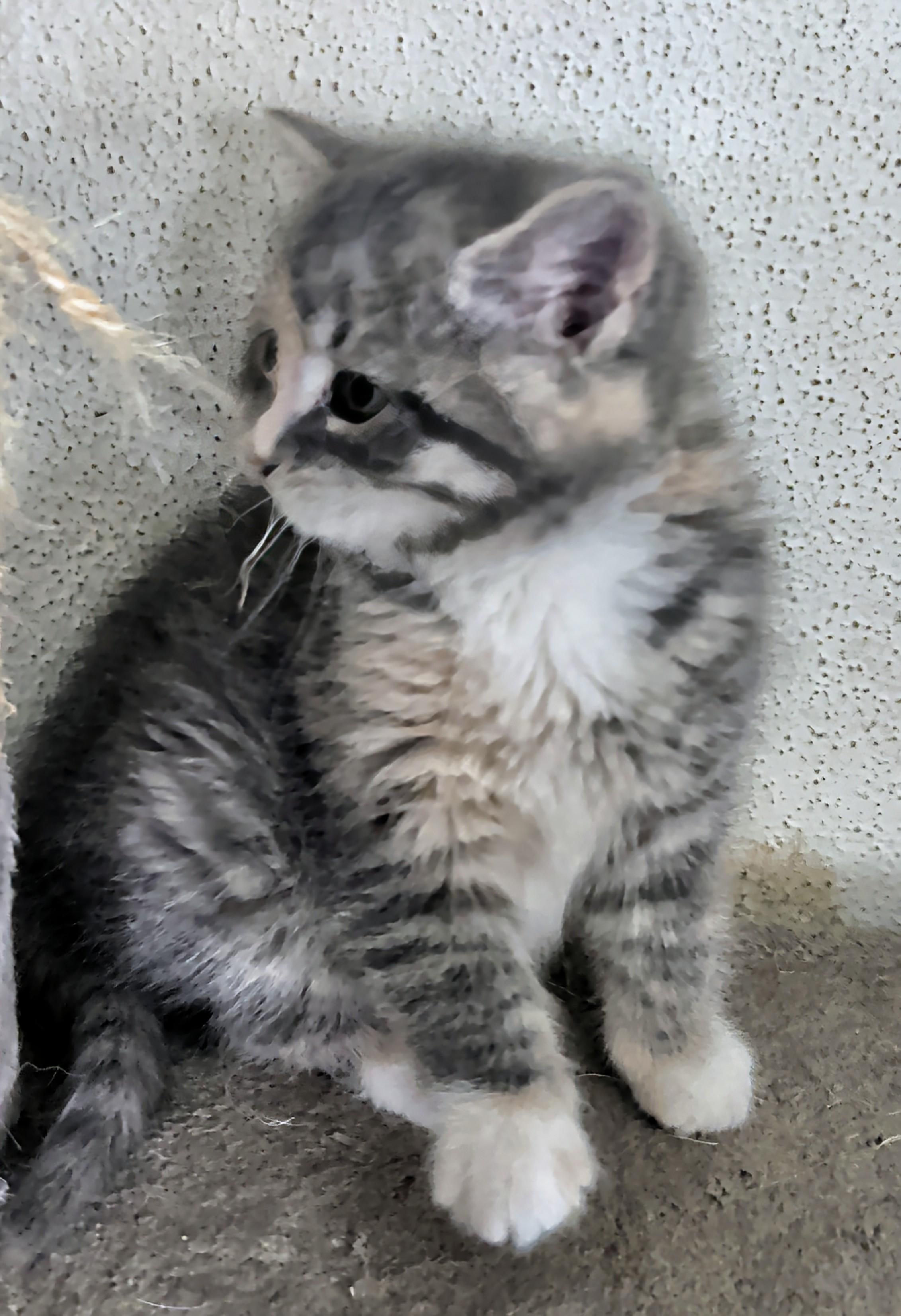 Tia, a ADOPTABLE mixed breed in Brainerd, MN image 4/6