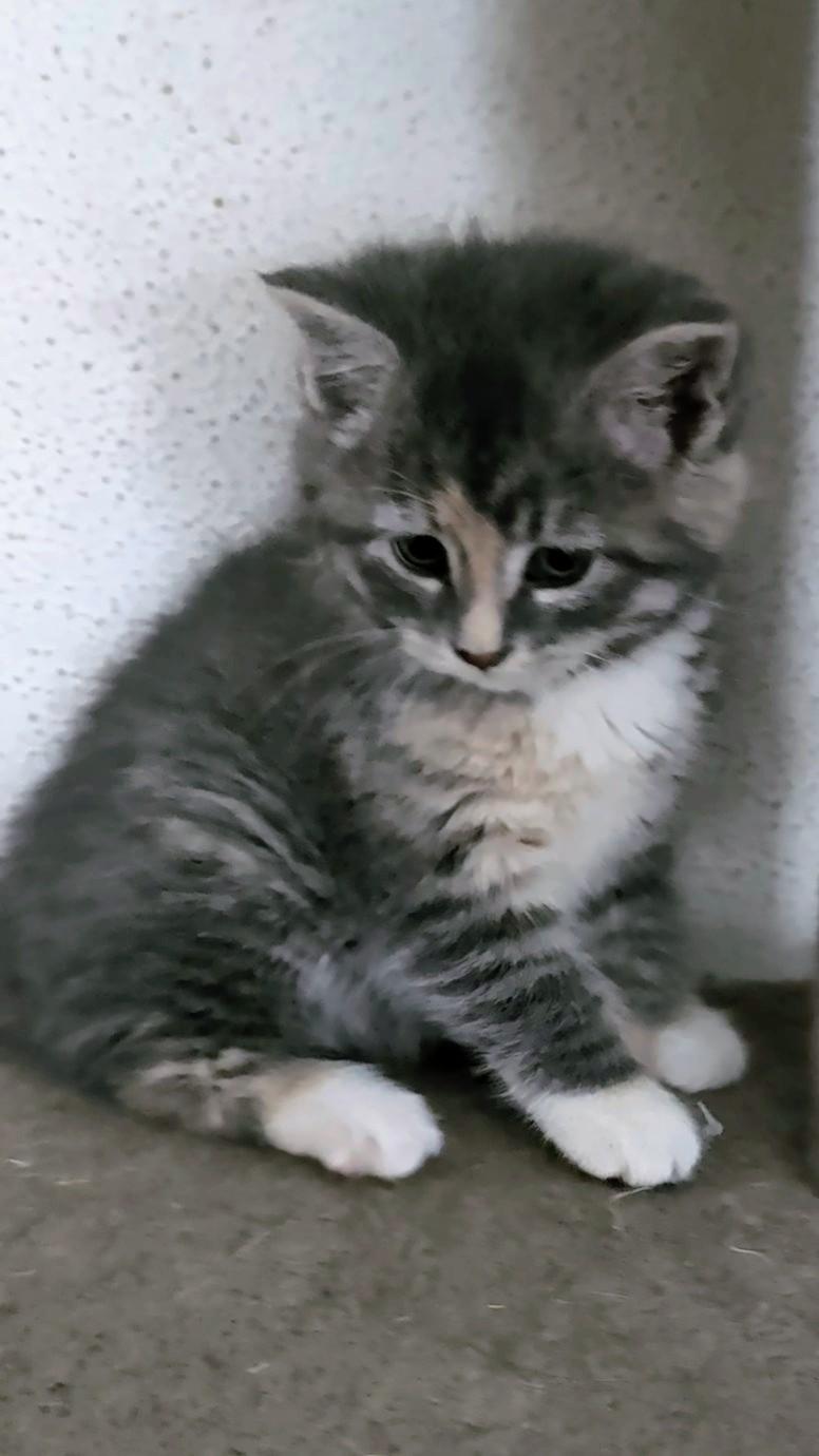 Tia, a ADOPTABLE mixed breed in Brainerd, MN image 5/6