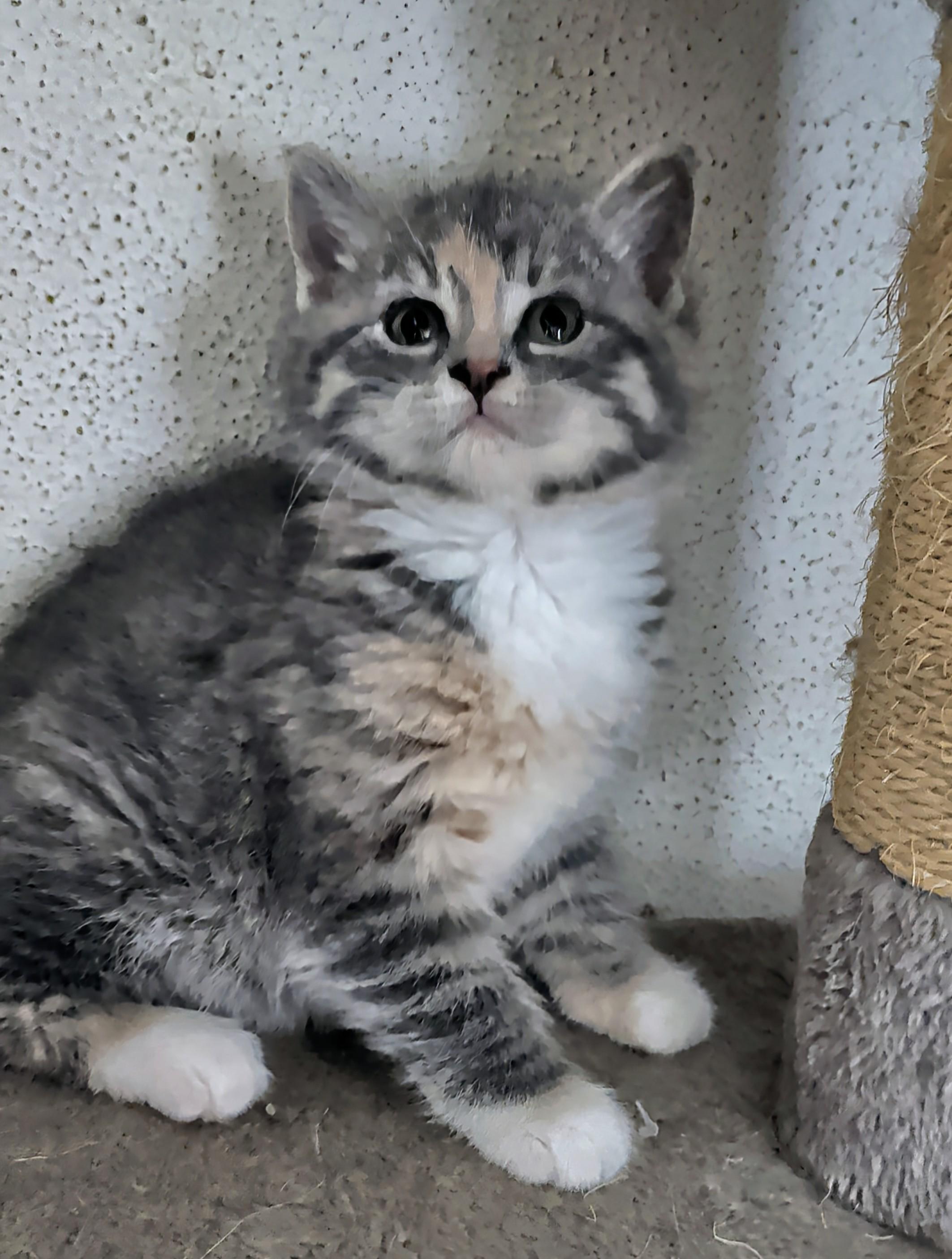 Tia, a ADOPTABLE mixed breed in Brainerd, MN image 6/6