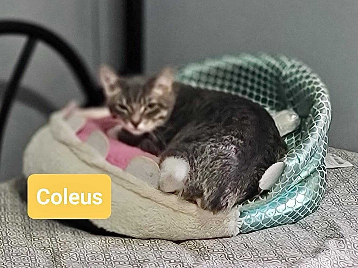 COLEUS, Adoptable, Young Male Domestic Short Hair & Tabby.