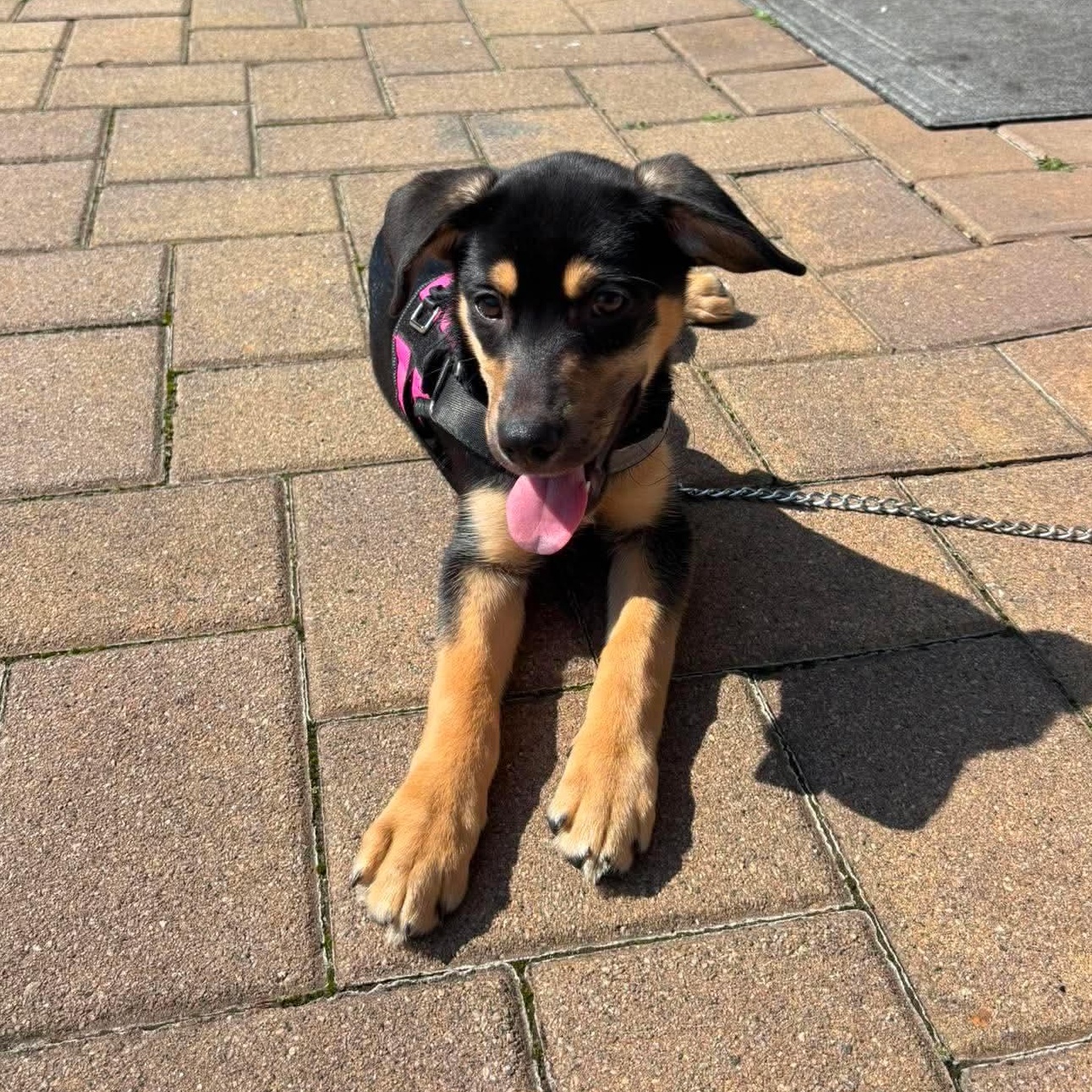 Enlarge DJ, a ADOPTABLE Mixed Breed in Yaphank, NY image 2/5