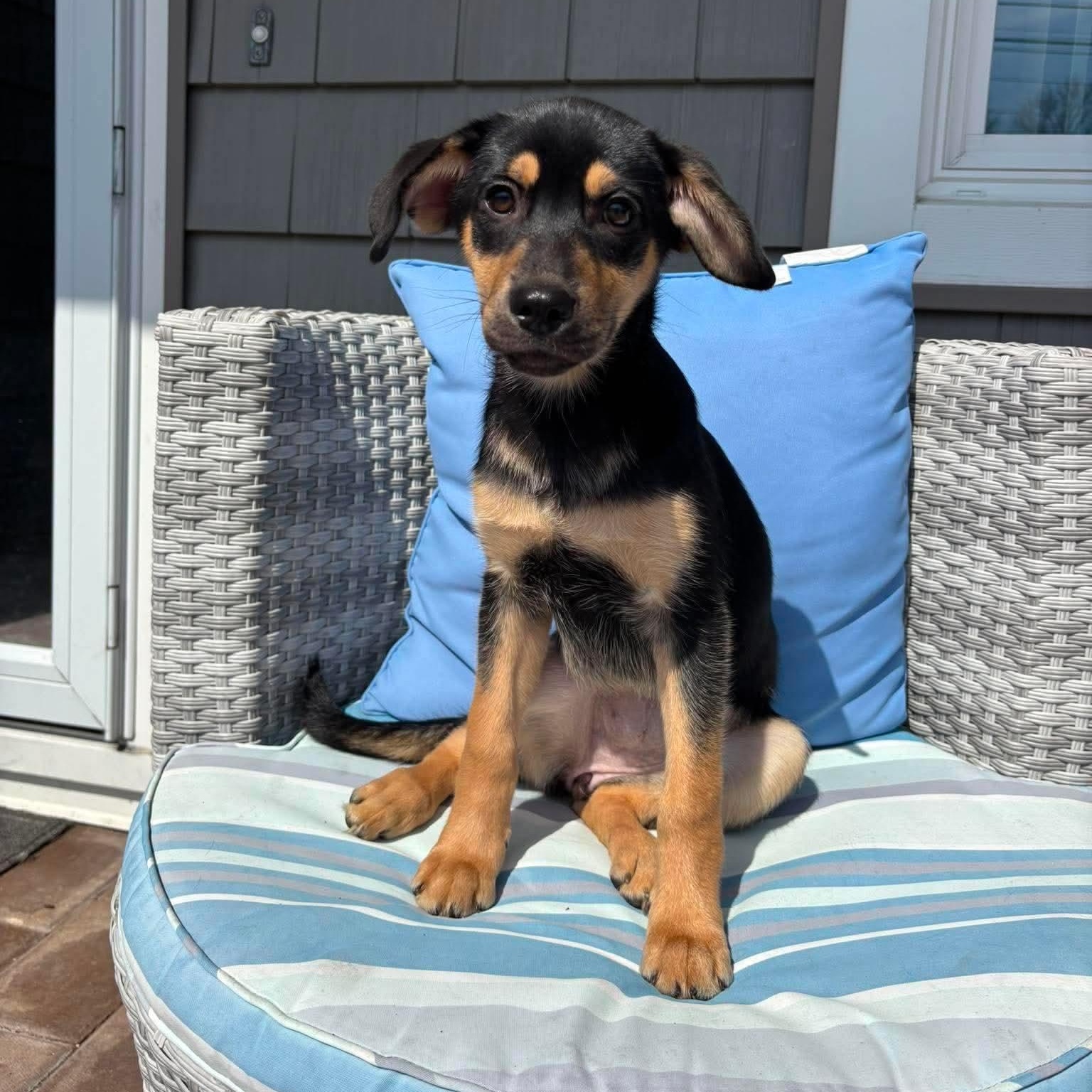 DJ, ADOPTABLE, Puppy Female Mixed Breed.