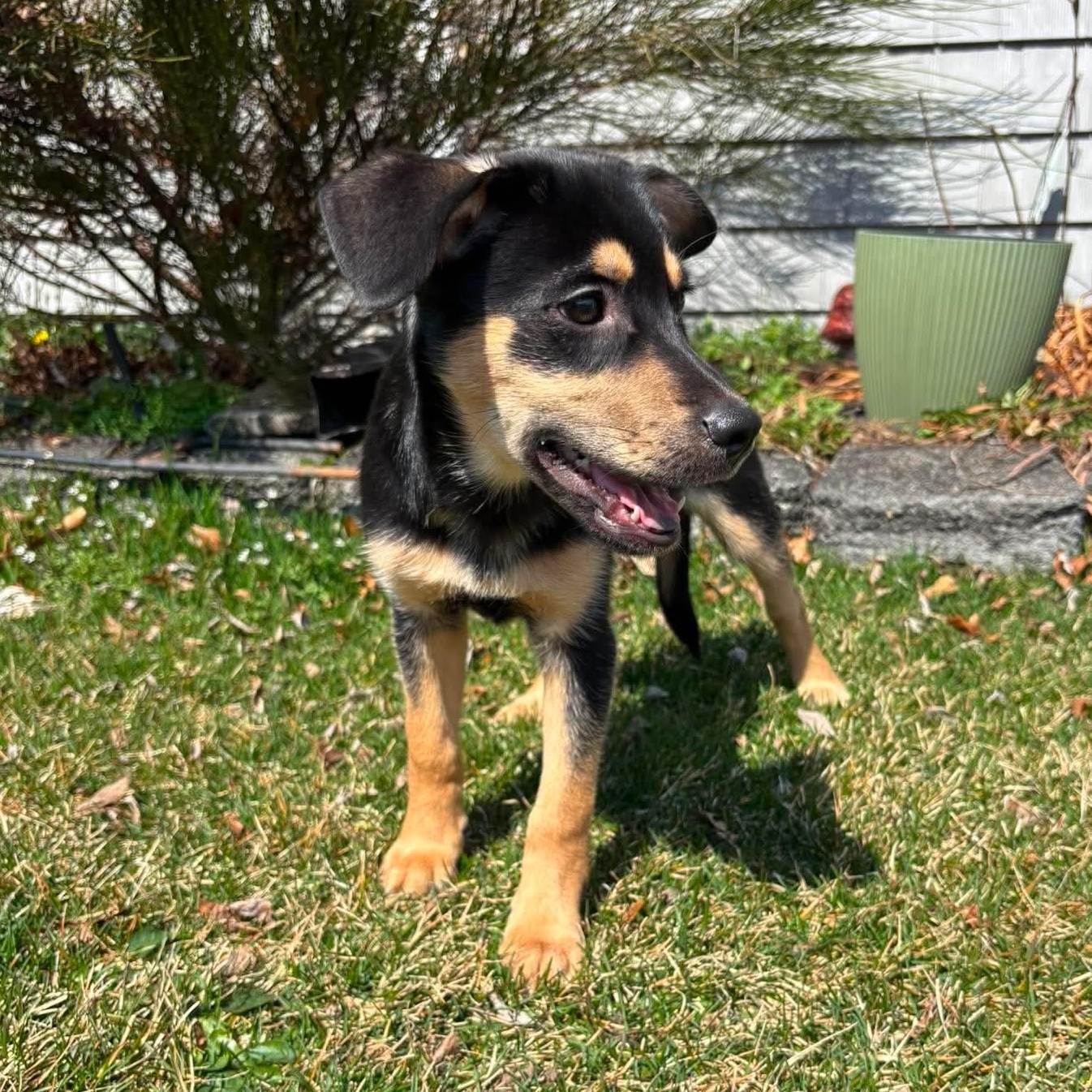 Enlarge DJ, a ADOPTABLE Mixed Breed in Yaphank, NY image 3/5