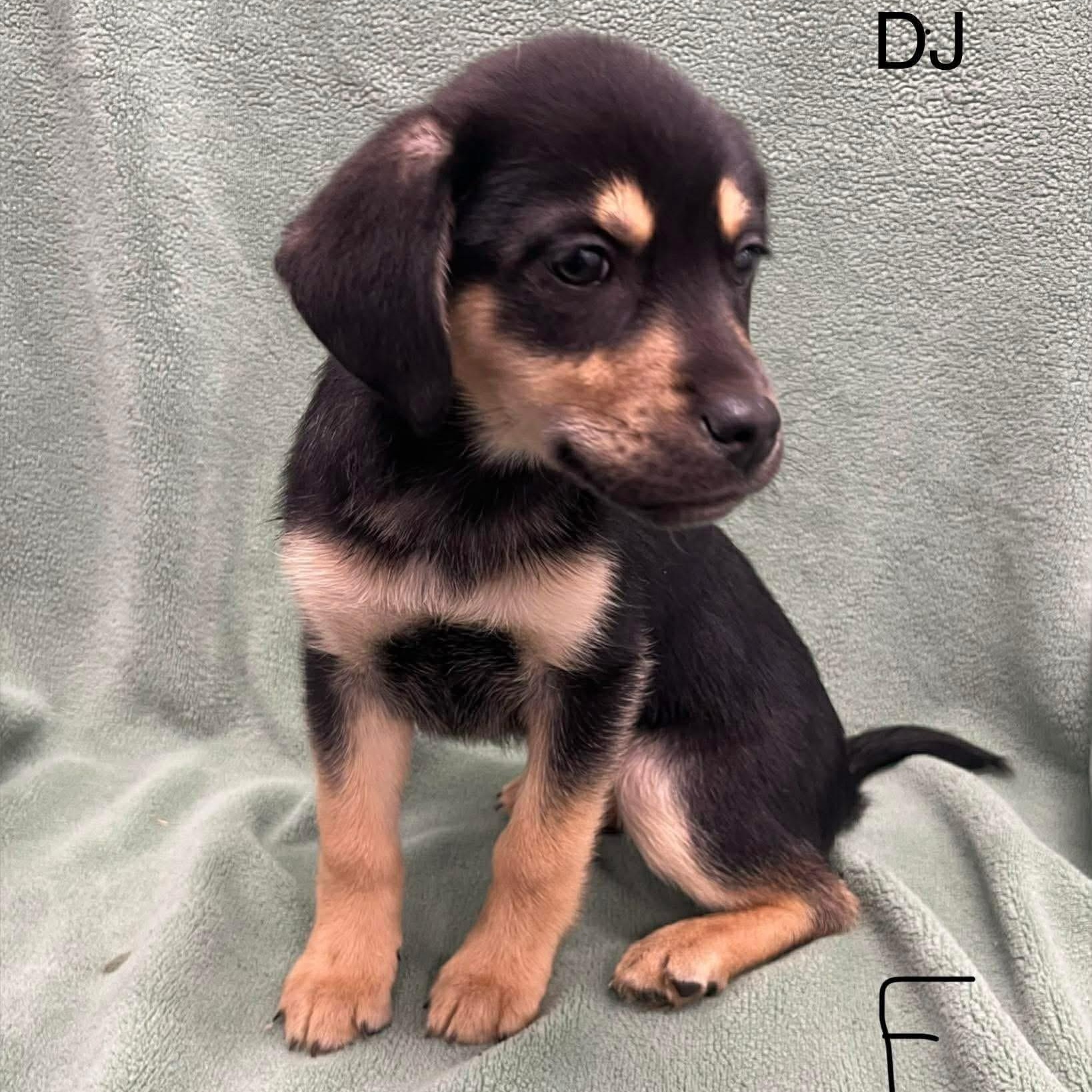 Enlarge DJ, a ADOPTABLE Mixed Breed in Yaphank, NY image 4/5