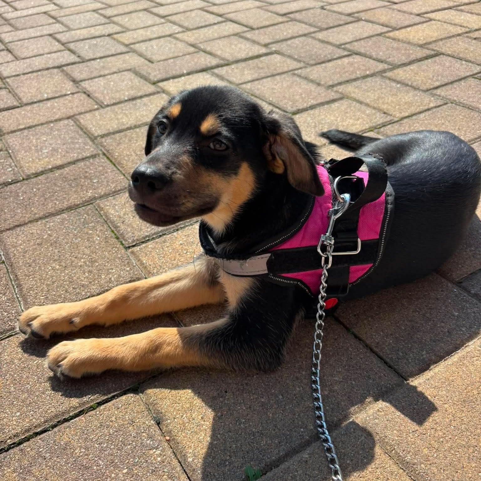 Enlarge DJ, a ADOPTABLE Mixed Breed in Yaphank, NY image 5/5