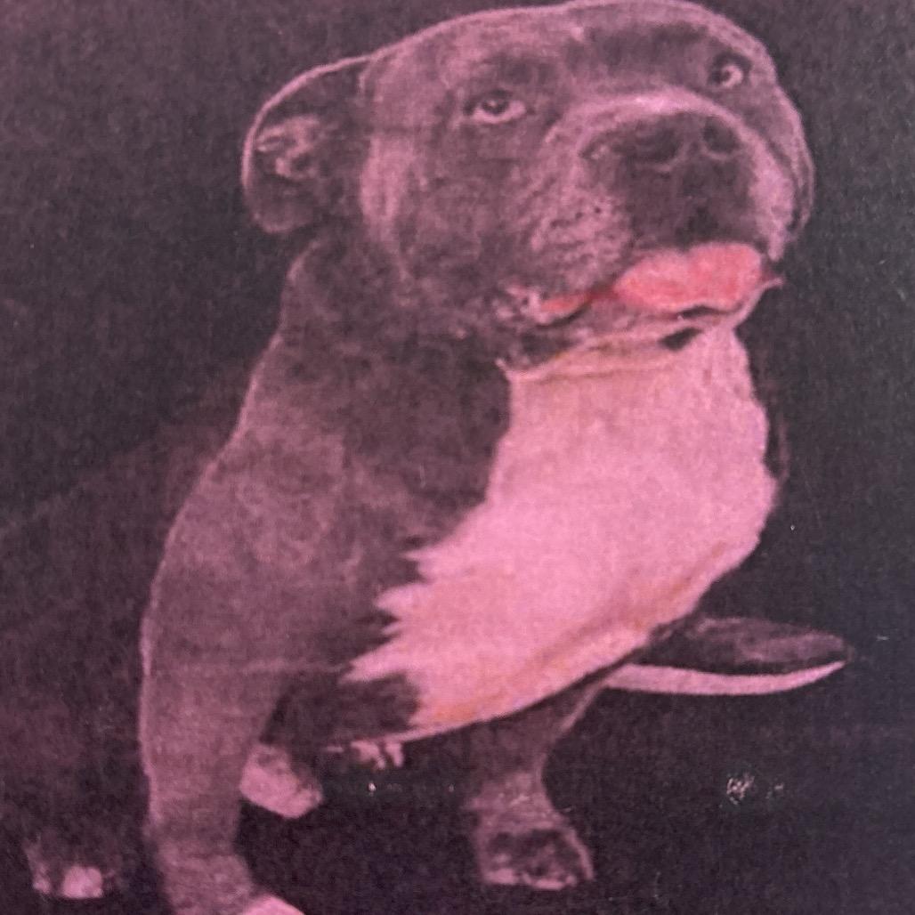 Enlarge Smokey A2232955, a Adoptable Pit Bull Terrier in San Antonio, TX image 2/6