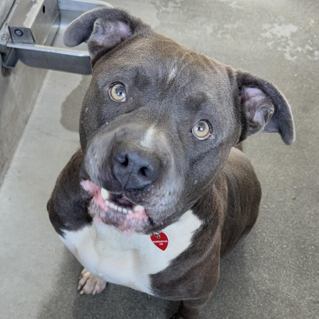 Enlarge Smokey A2232955, a Adoptable Pit Bull Terrier in San Antonio, TX image 3/6