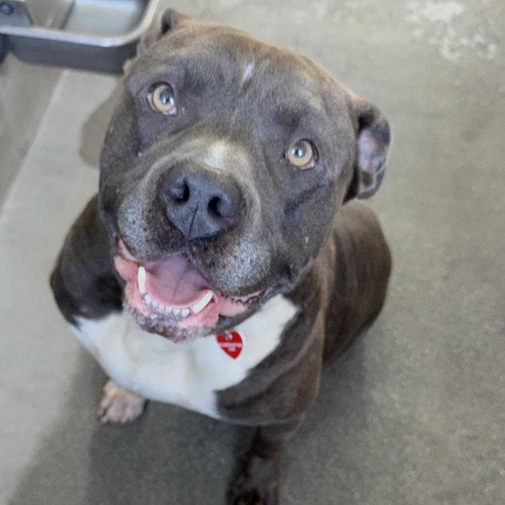 Enlarge Smokey A2232955, a Adoptable Pit Bull Terrier in San Antonio, TX image 5/6