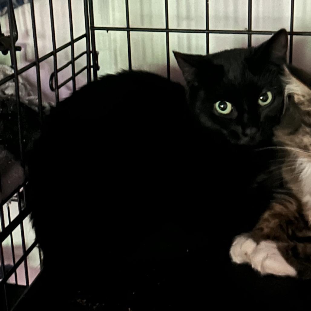 Enlarge Grimm, a Adoptable Domestic Short Hair in Veneta, OR image 1/1