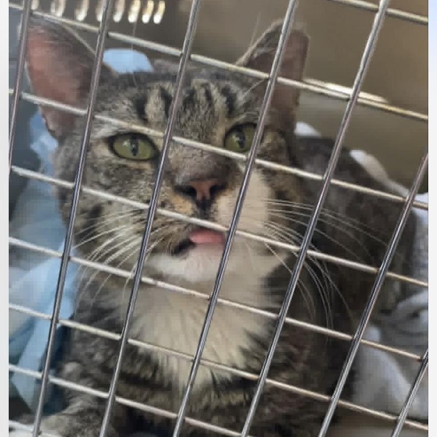 Enlarge Moose, a Adoptable Tabby in Wanaque, NJ image 1/2