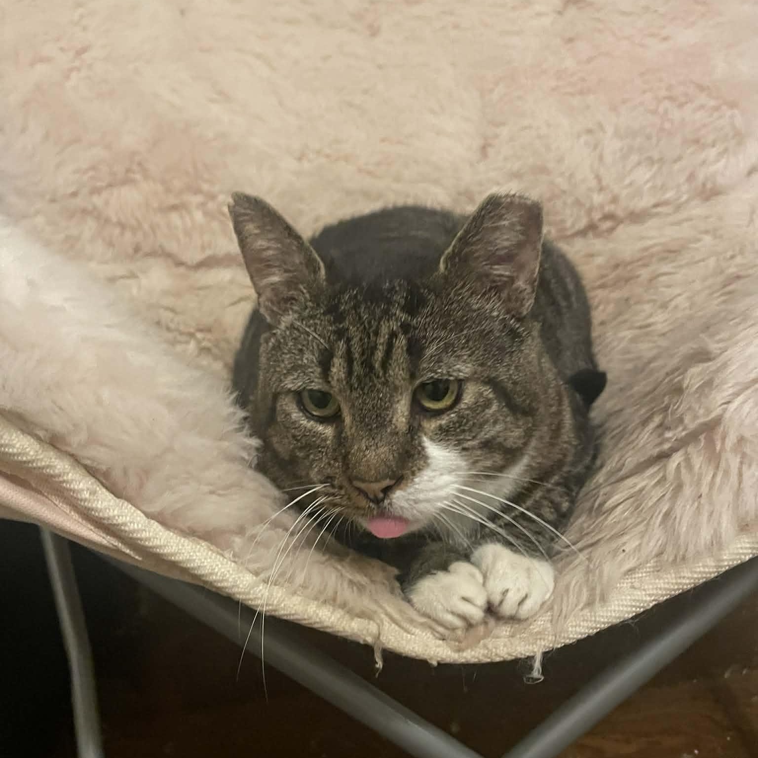 Enlarge Moose, a Adoptable Tabby in Wanaque, NJ image 2/2