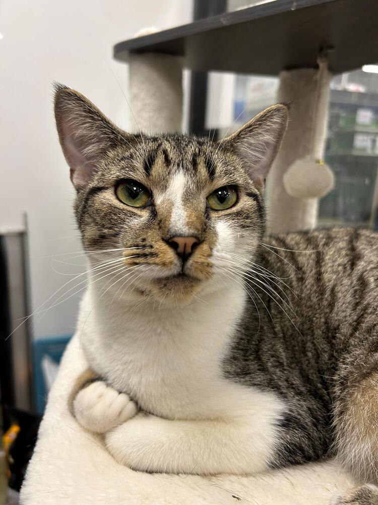 Gouda, Adoptable, Adult Male Domestic Short Hair.