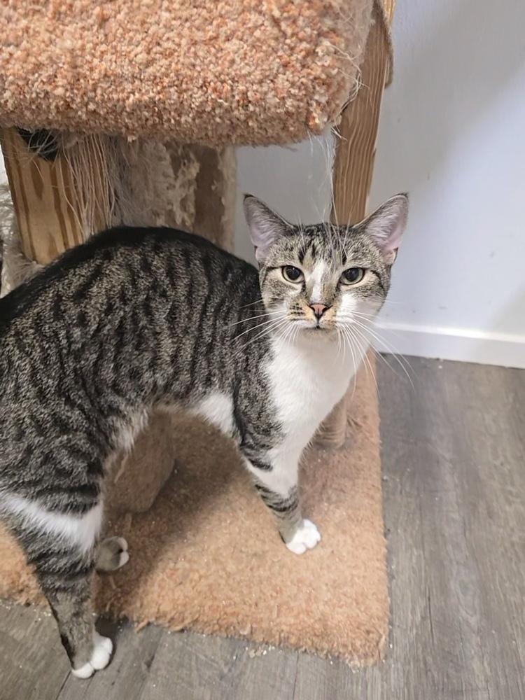 Enlarge Gouda, a Adoptable mixed breed in Pittstown, NJ image 2/5