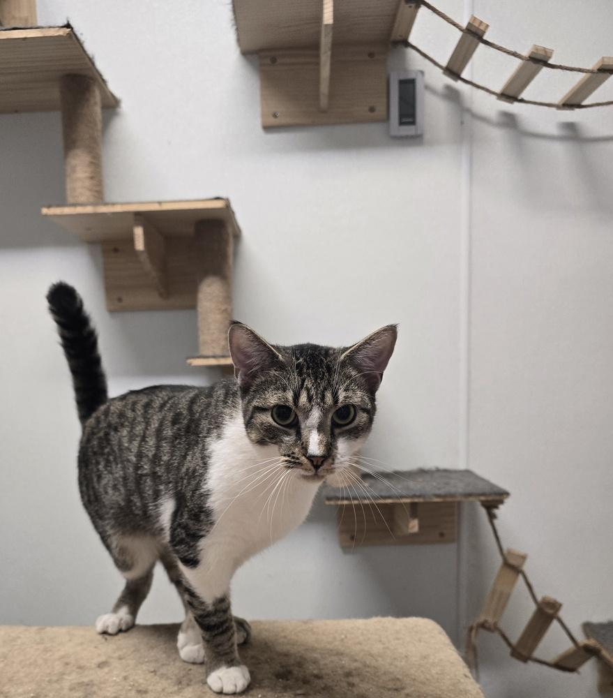 Enlarge Gouda, a Adoptable mixed breed in Pittstown, NJ image 3/5
