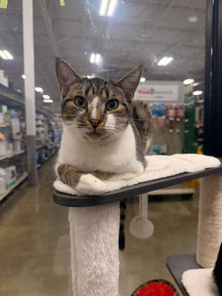 Enlarge Gouda, a Adoptable mixed breed in Pittstown, NJ image 5/5