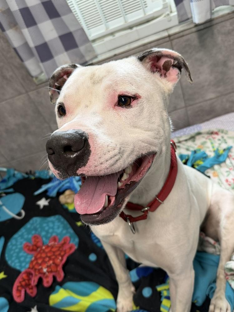 Jinx, a Adoptable mixed breed in Xenia, OH image 1/2