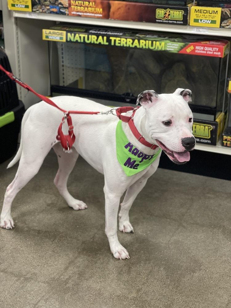 Jinx, Adoptable, Adult Male Terrier.
