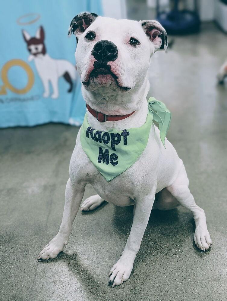 Jinx, a Adoptable mixed breed in Xenia, OH image 2/6