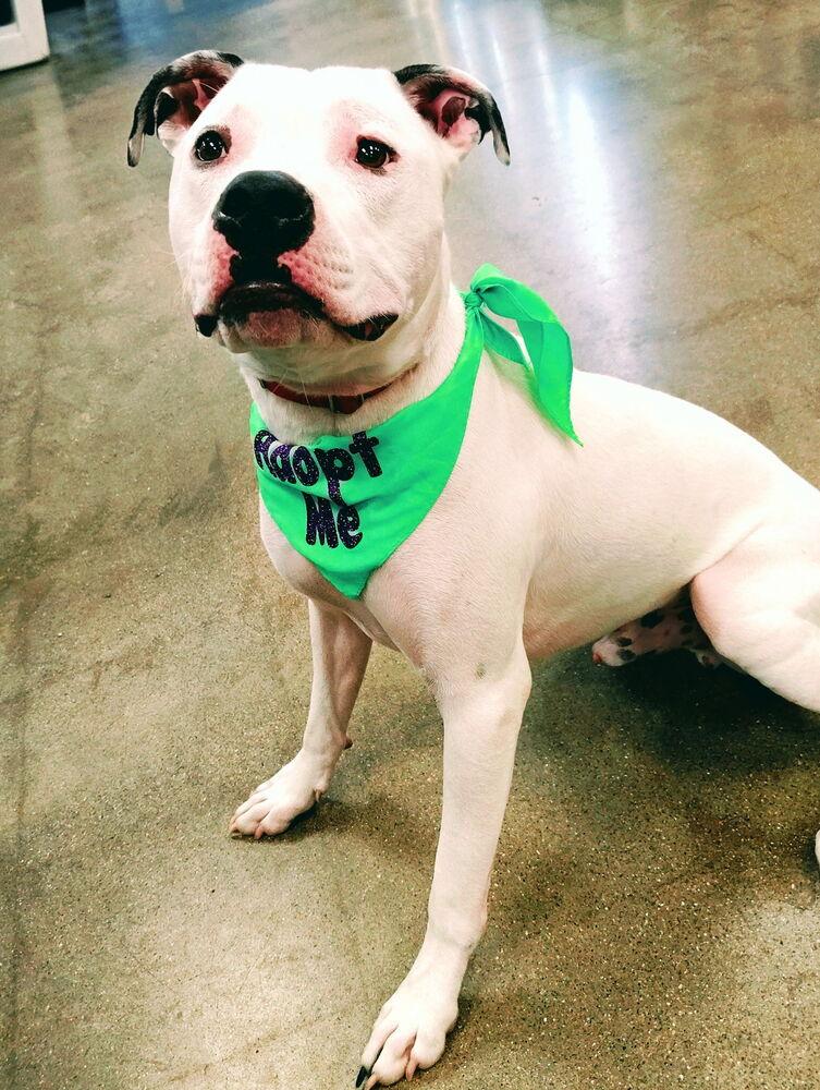 Jinx, a Adoptable mixed breed in Xenia, OH image 3/6