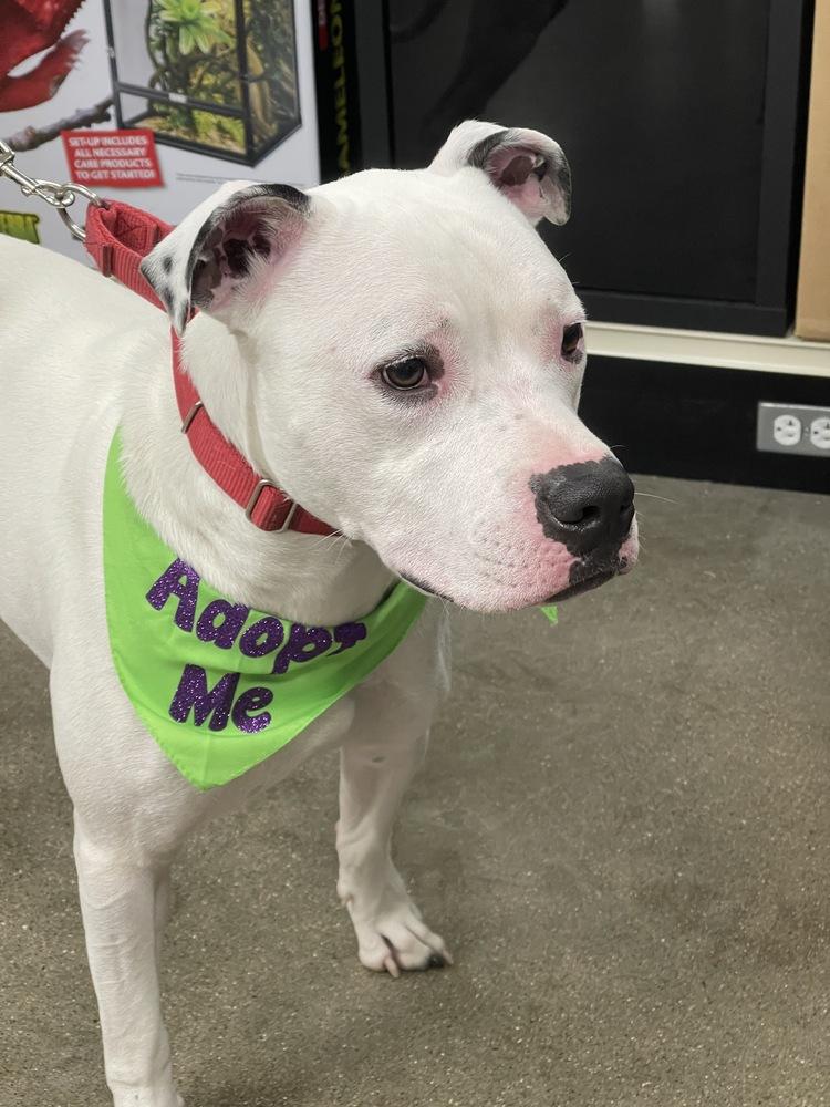 Jinx, a Adoptable mixed breed in Xenia, OH image 4/6