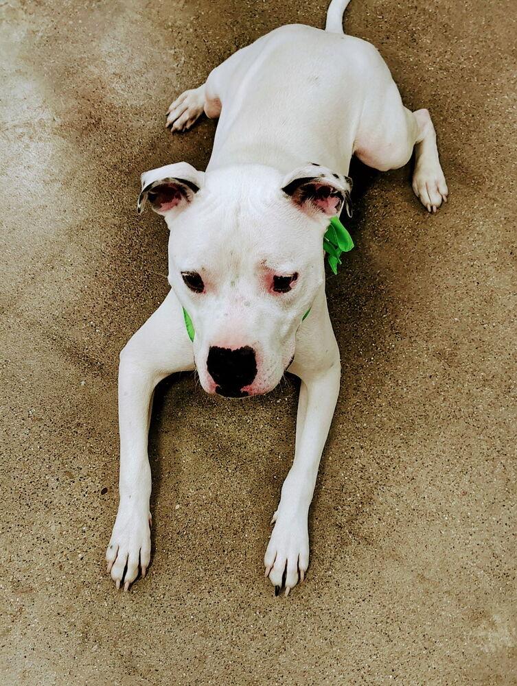 Jinx, a Adoptable mixed breed in Xenia, OH image 5/6