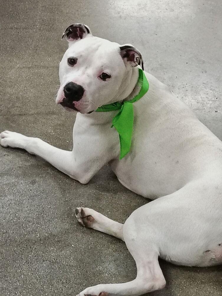Jinx, a Adoptable mixed breed in Xenia, OH image 6/6