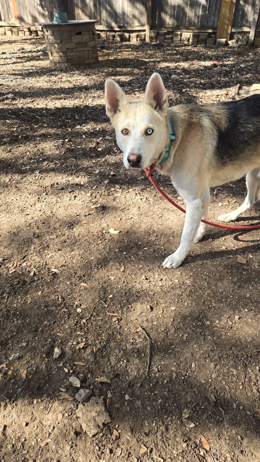 Enlarge Merlin, a Adoptable mixed breed in Mico, TX image 2/2