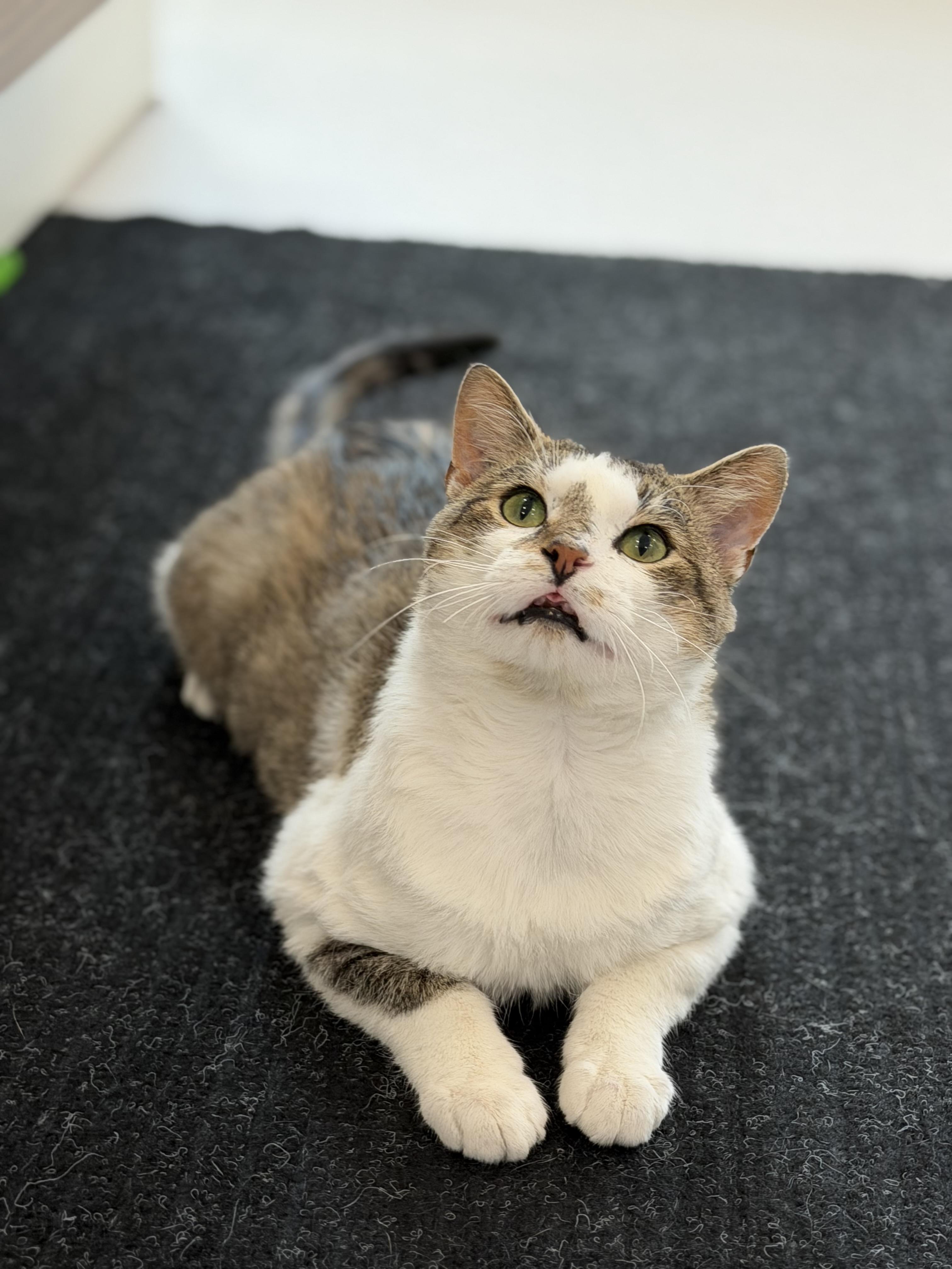 Fernando, Adoptable, Adult Male Domestic Short Hair.