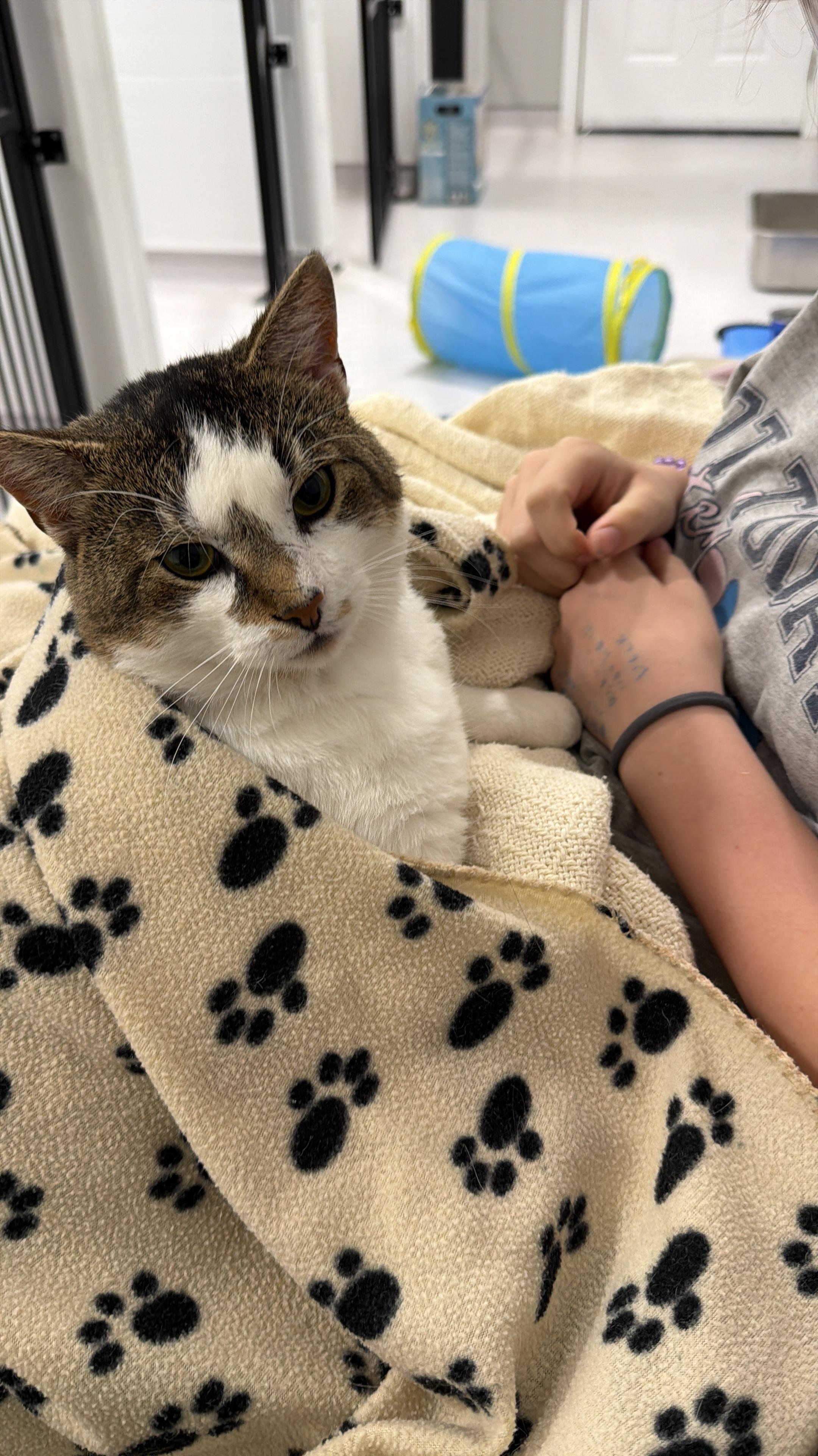 Enlarge Fernando, a Adoptable Domestic Short Hair in Steinbach, MB image 2/6