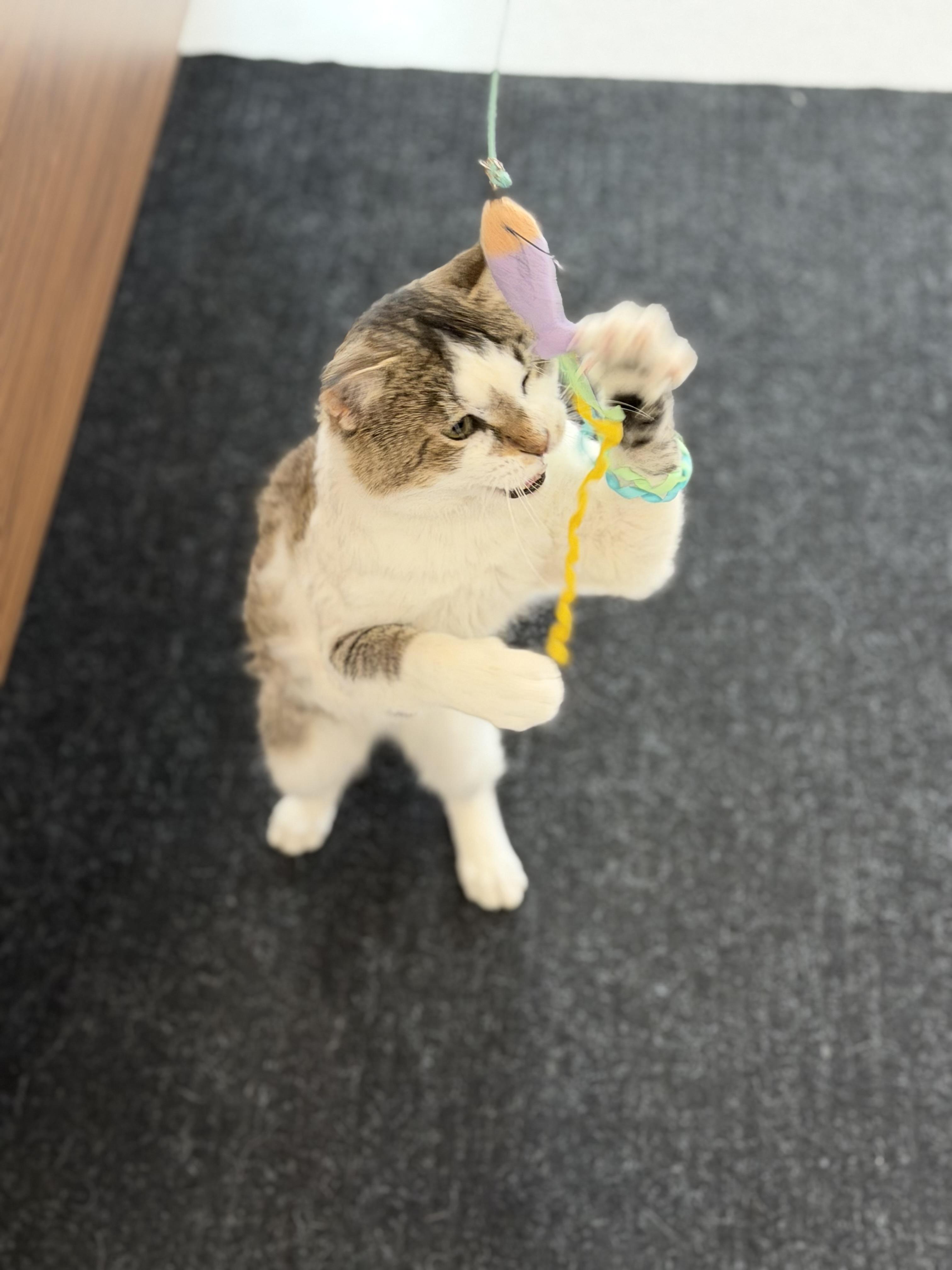 Enlarge Fernando, a Adoptable Domestic Short Hair in Steinbach, MB image 3/6