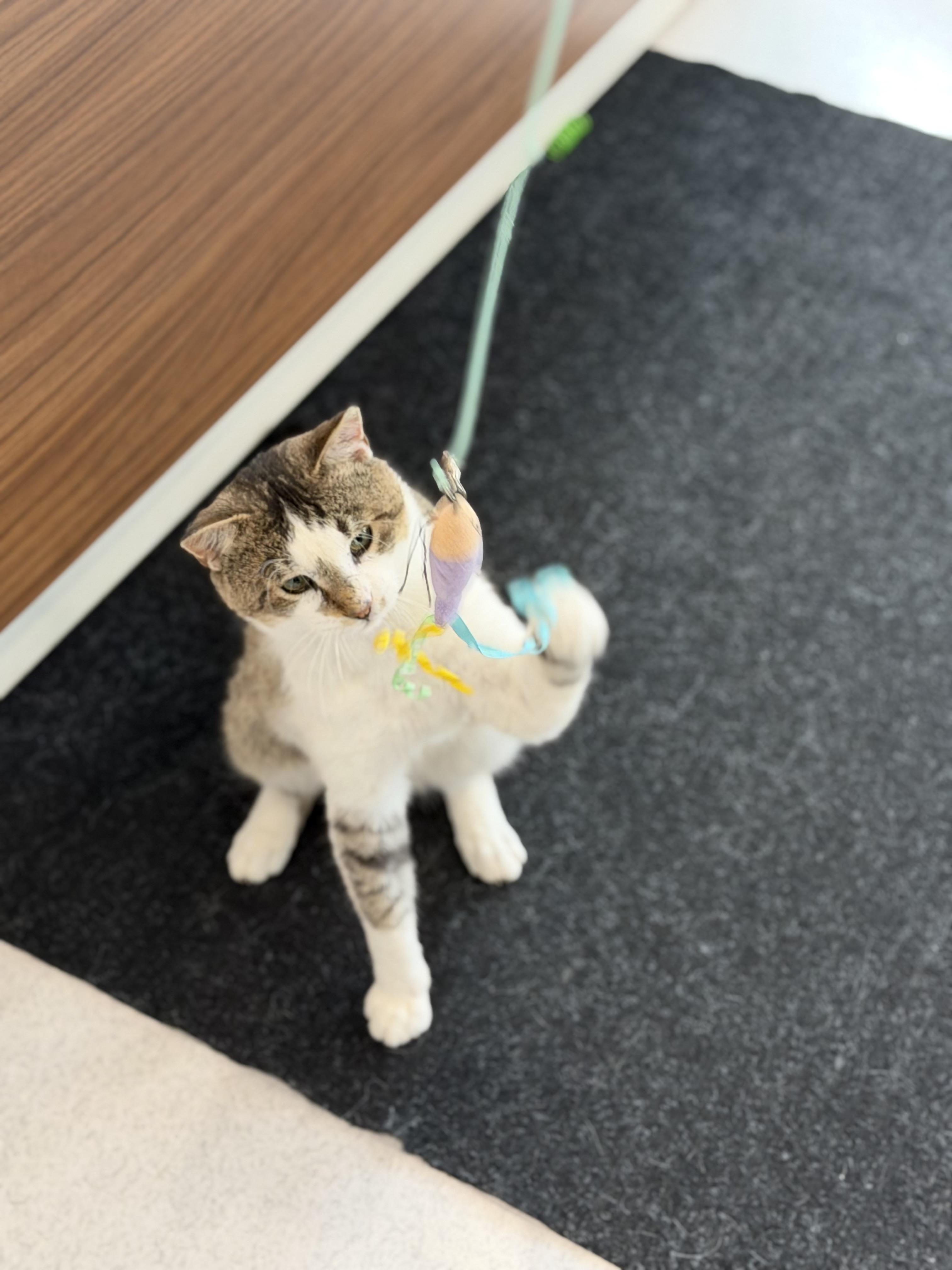 Enlarge Fernando, a Adoptable Domestic Short Hair in Steinbach, MB image 4/6