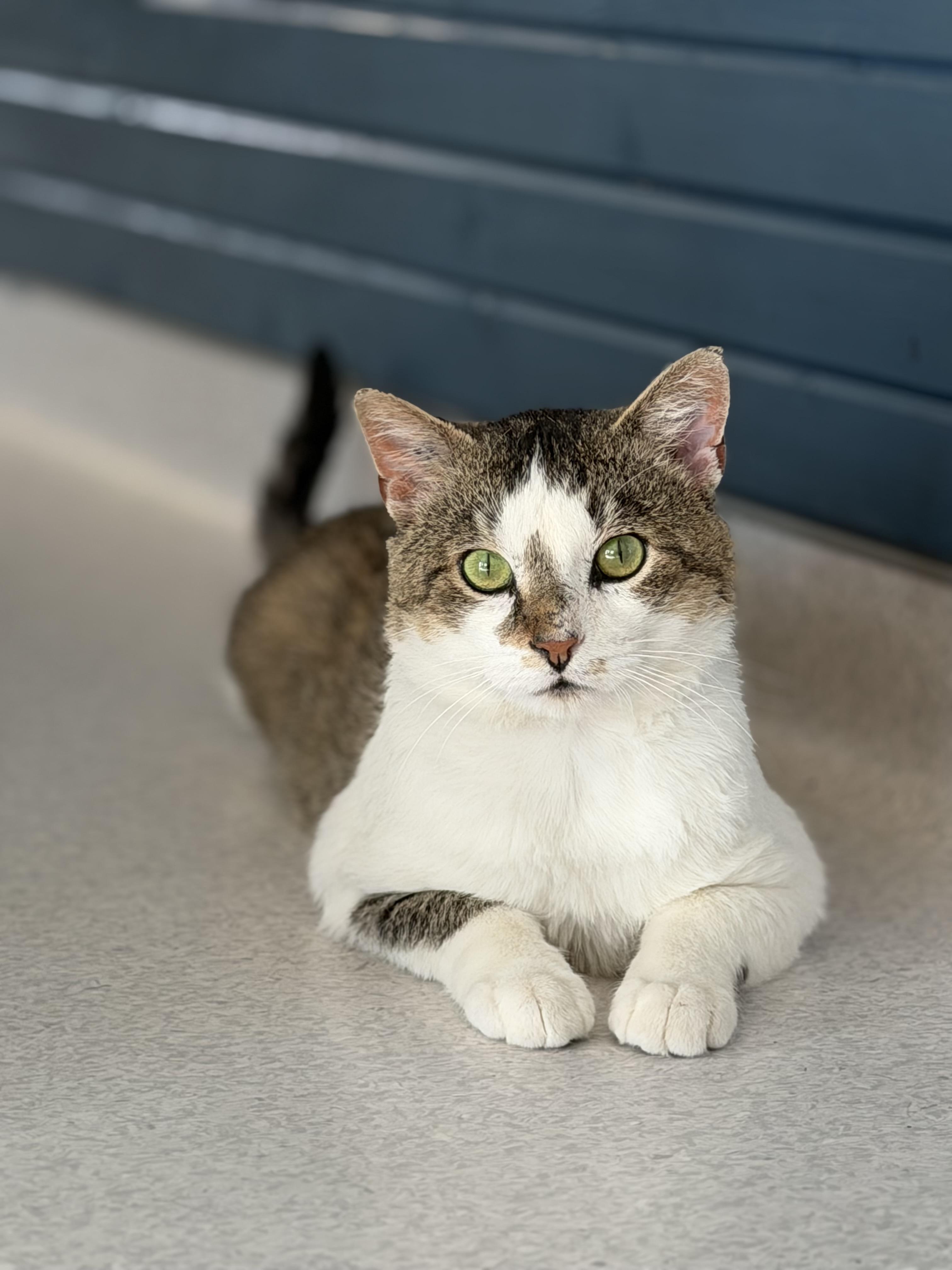 Enlarge Fernando, a Adoptable Domestic Short Hair in Steinbach, MB image 5/6