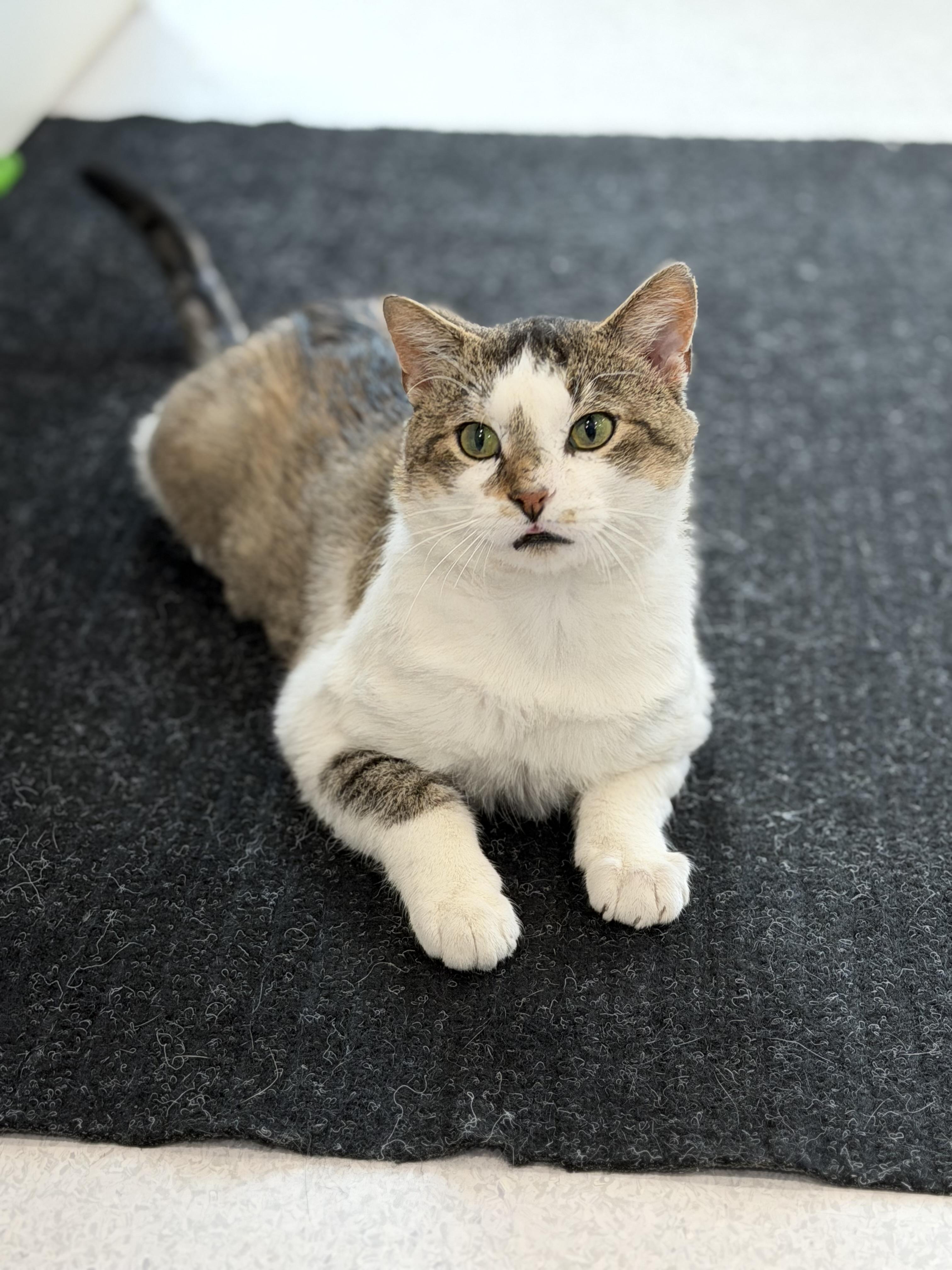 Enlarge Fernando, a Adoptable Domestic Short Hair in Steinbach, MB image 6/6